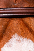 Load image into Gallery viewer, Arc de Triomphe Hackamore Bridle w/Stainless Steel Shanks & Calfskin Covered Reins