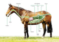 Load image into Gallery viewer, Natural Equine Essentials Digest Plus
