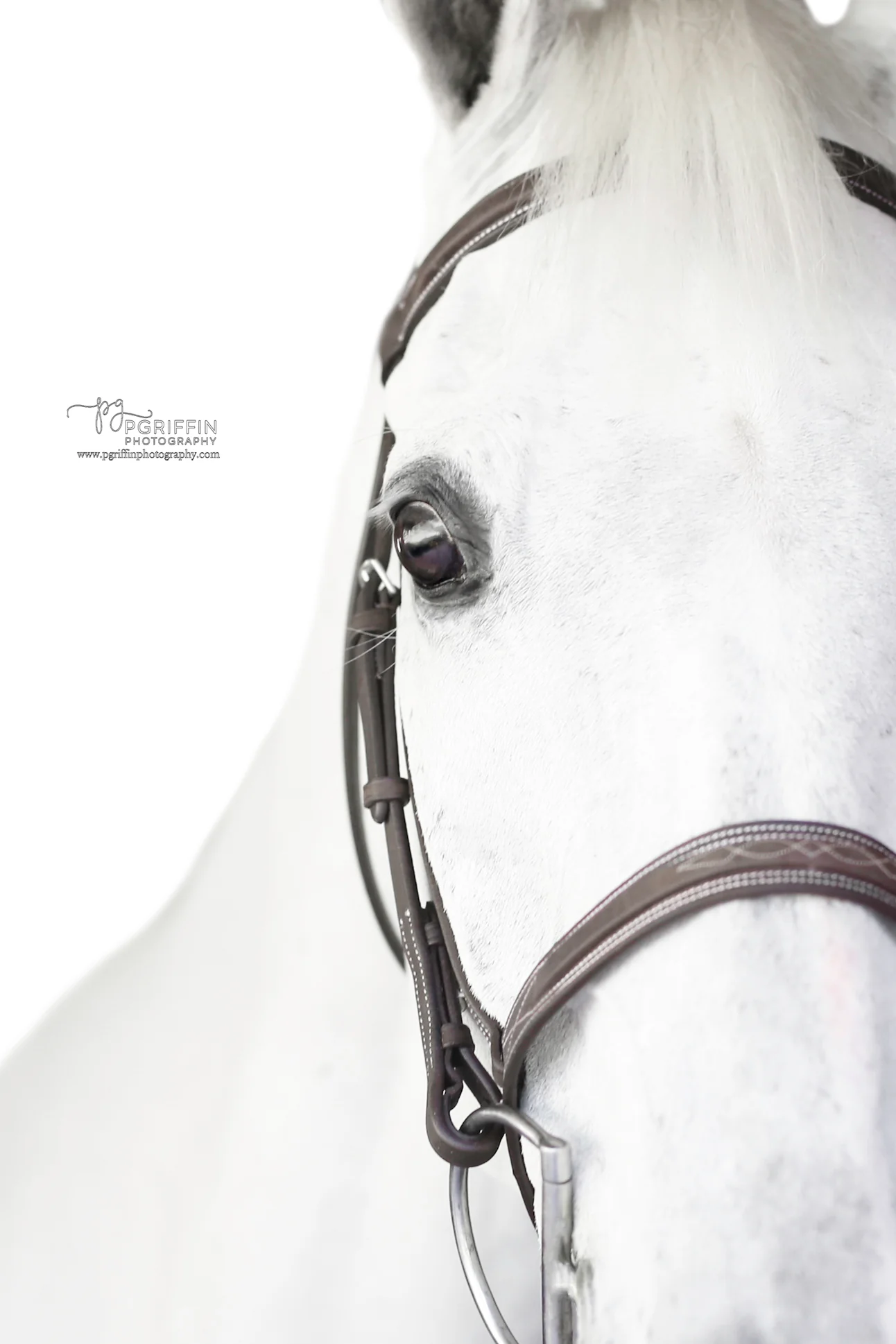 Belle & Bow Sugarbrook Bridle Wide Noseband