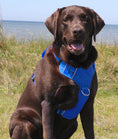 Load image into Gallery viewer, Chesapeake Harness Blue 3
