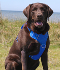 Load image into Gallery viewer, Bay Dog Chesapeake Harness
