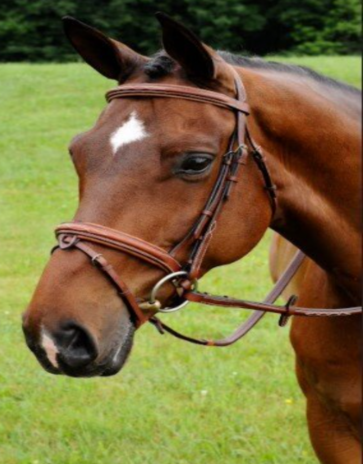 Arc de Triomphe Starman Bridle w/Raised Laced Reins Crank Stud Brown