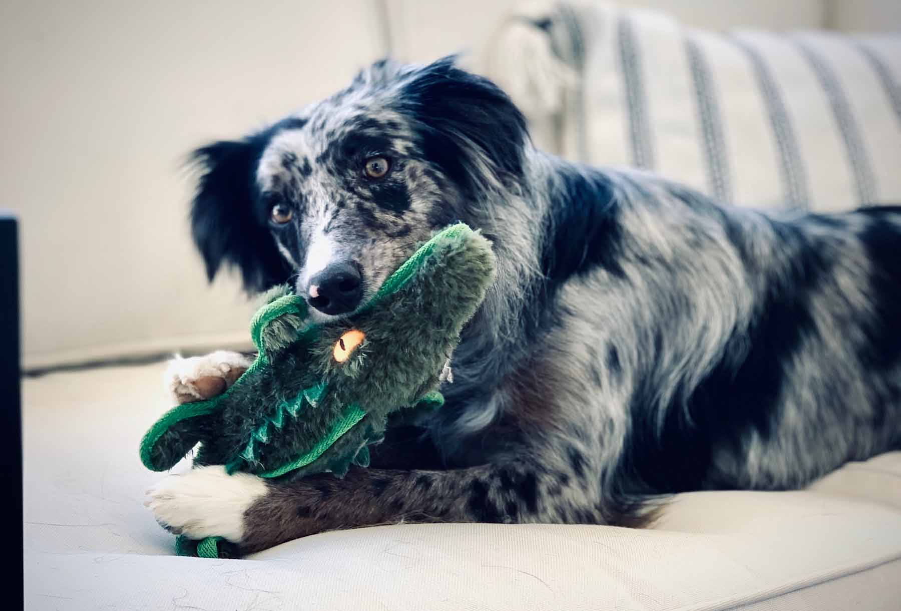 Steel Dog Safari Gator Dog Toy