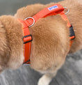 Load image into Gallery viewer, Chesapeake Harness Orange 2
