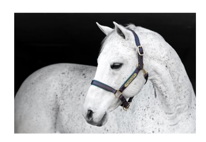 Perri's 1" Padded Halter with Brass Hardware