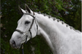 Load image into Gallery viewer, Jump In Hackamore Bridle Week Collection Havana Full

