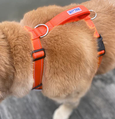 Chesapeake Harness Orange 2