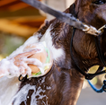 Load image into Gallery viewer, The TackHack Blue Ribbon Burger Bath Sponge
