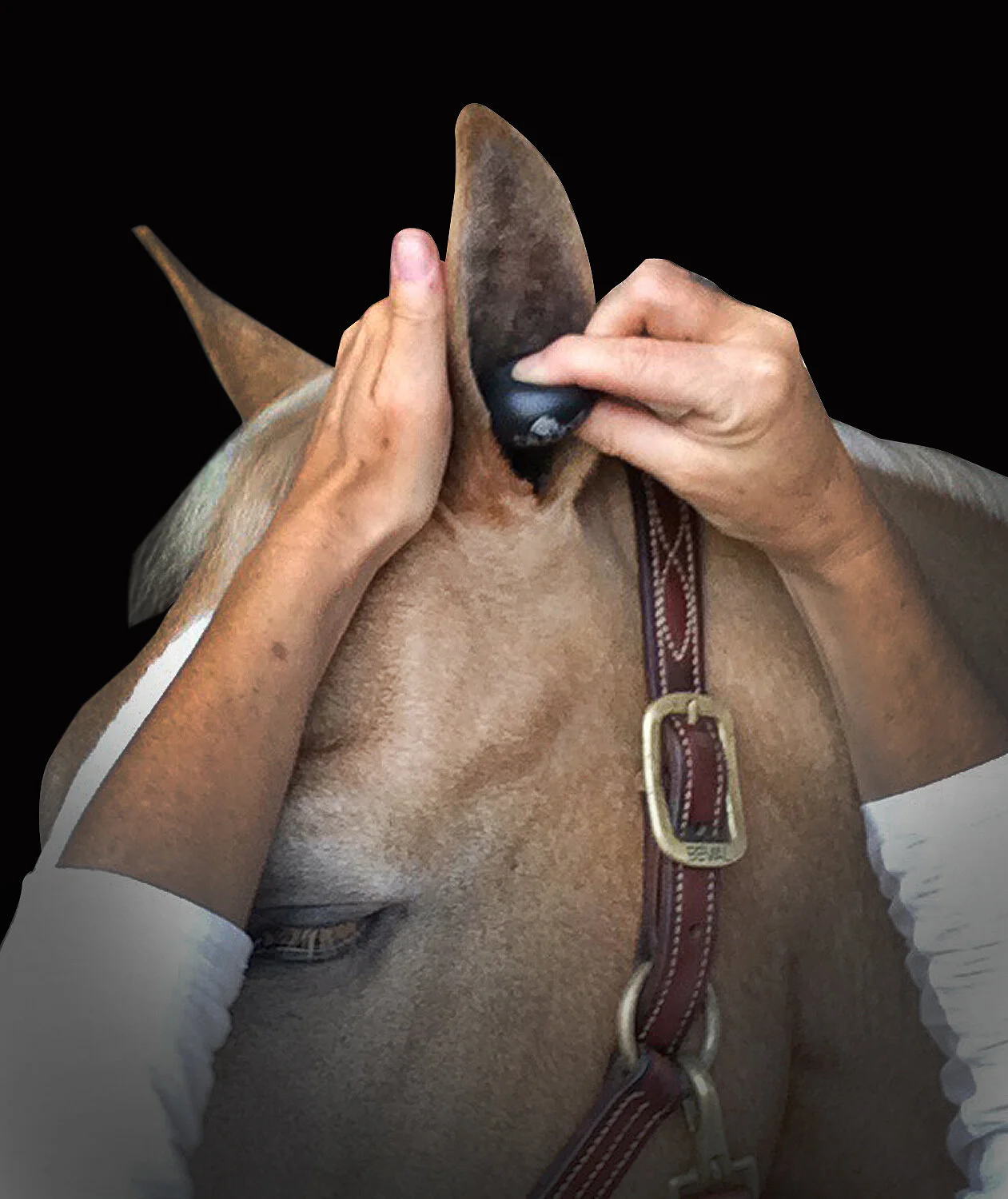 Plughz® 2 Pair XL Ear Plugs - Warmblood