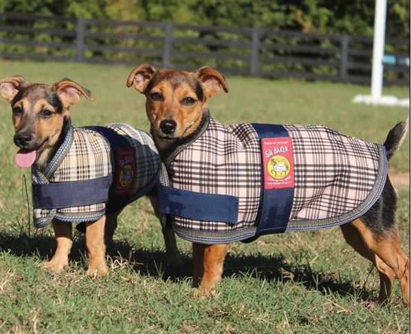 5/A Baker® Baker Dog Blanket