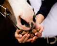 Load image into Gallery viewer, Equine Elixirs TIDBITS® Cookies Supporting Digestion
