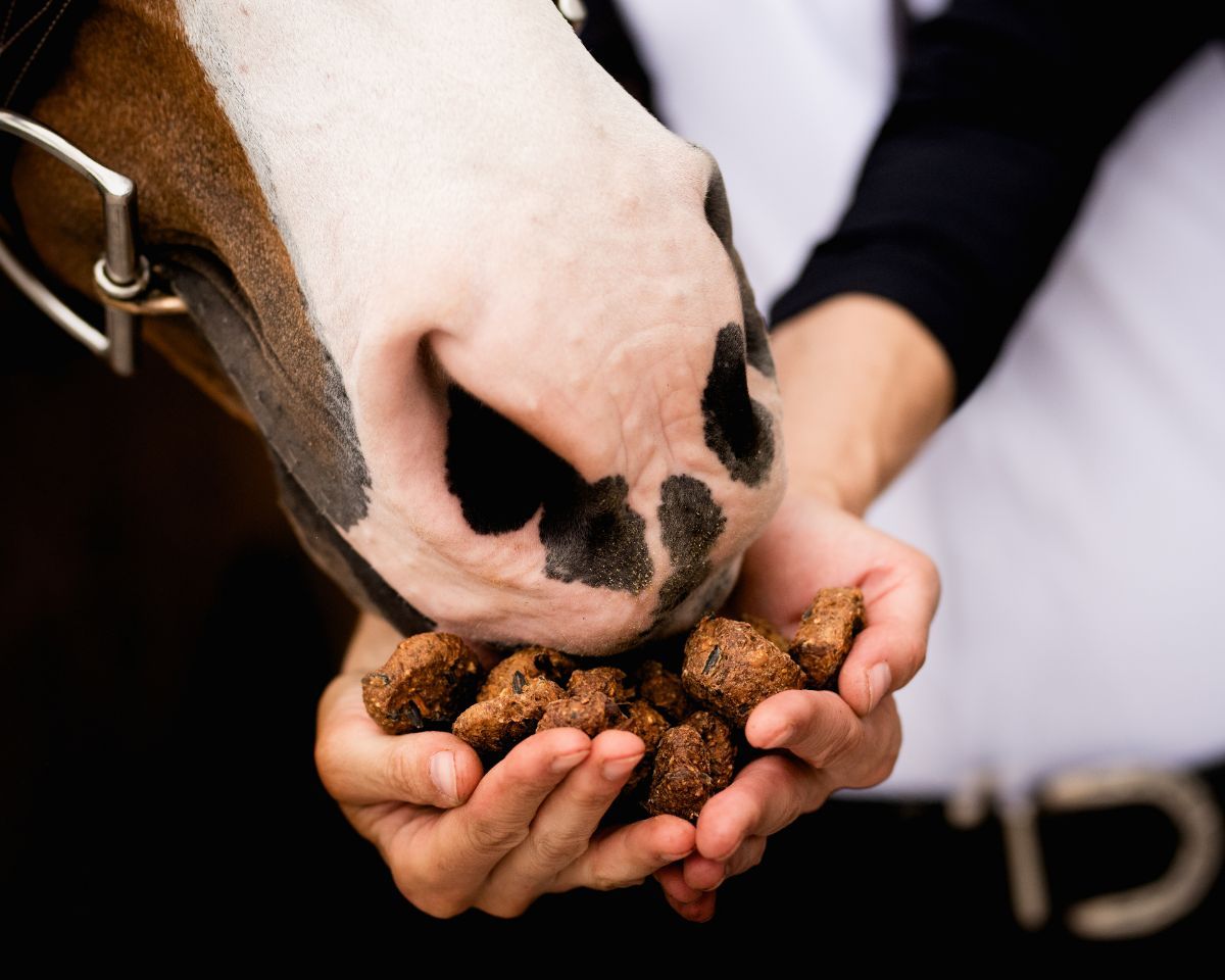 Equine Elixirs TIDBITS® Cookies Supporting Digestion