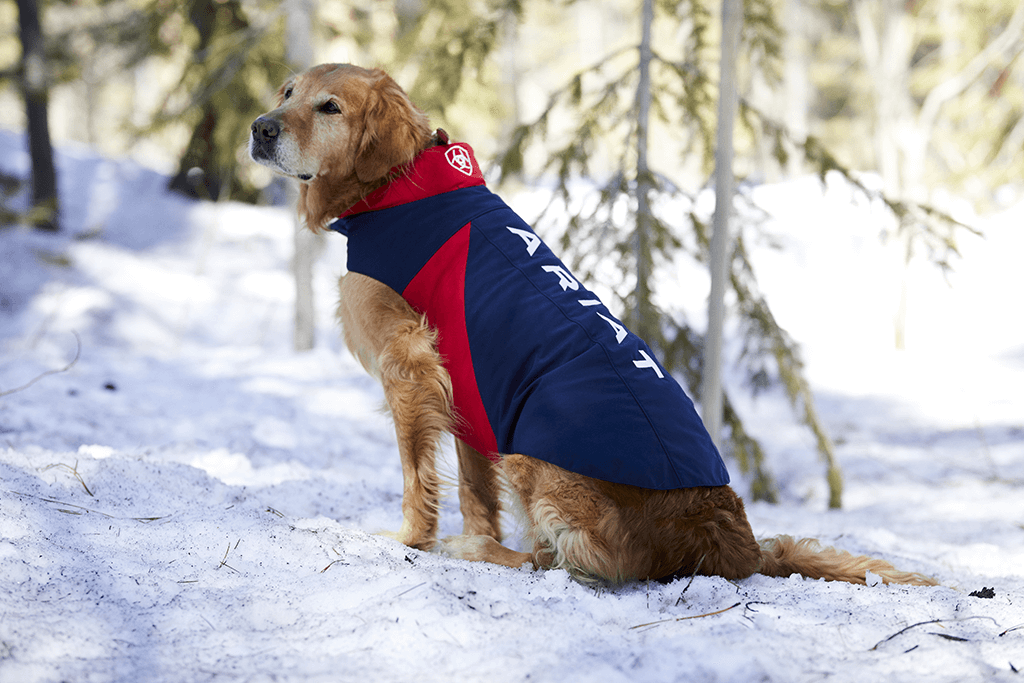 ARIAT Team Softshell Dog Jacket