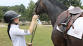 Load image into Gallery viewer, The Infused Equestrian Wham Bam. A Coat Spray Repellent

