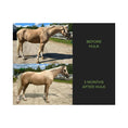 Load image into Gallery viewer, Equine Elixirs HULK® Muscle Support
