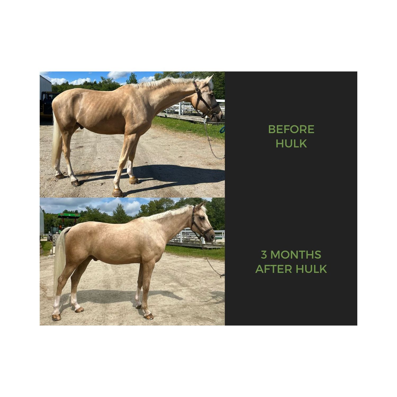 Equine Elixirs HULK® Muscle Support