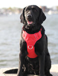 Load image into Gallery viewer, Bay Dog Chesapeake Harness
