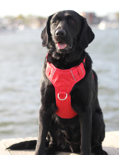 Bay Dog Chesapeake Harness