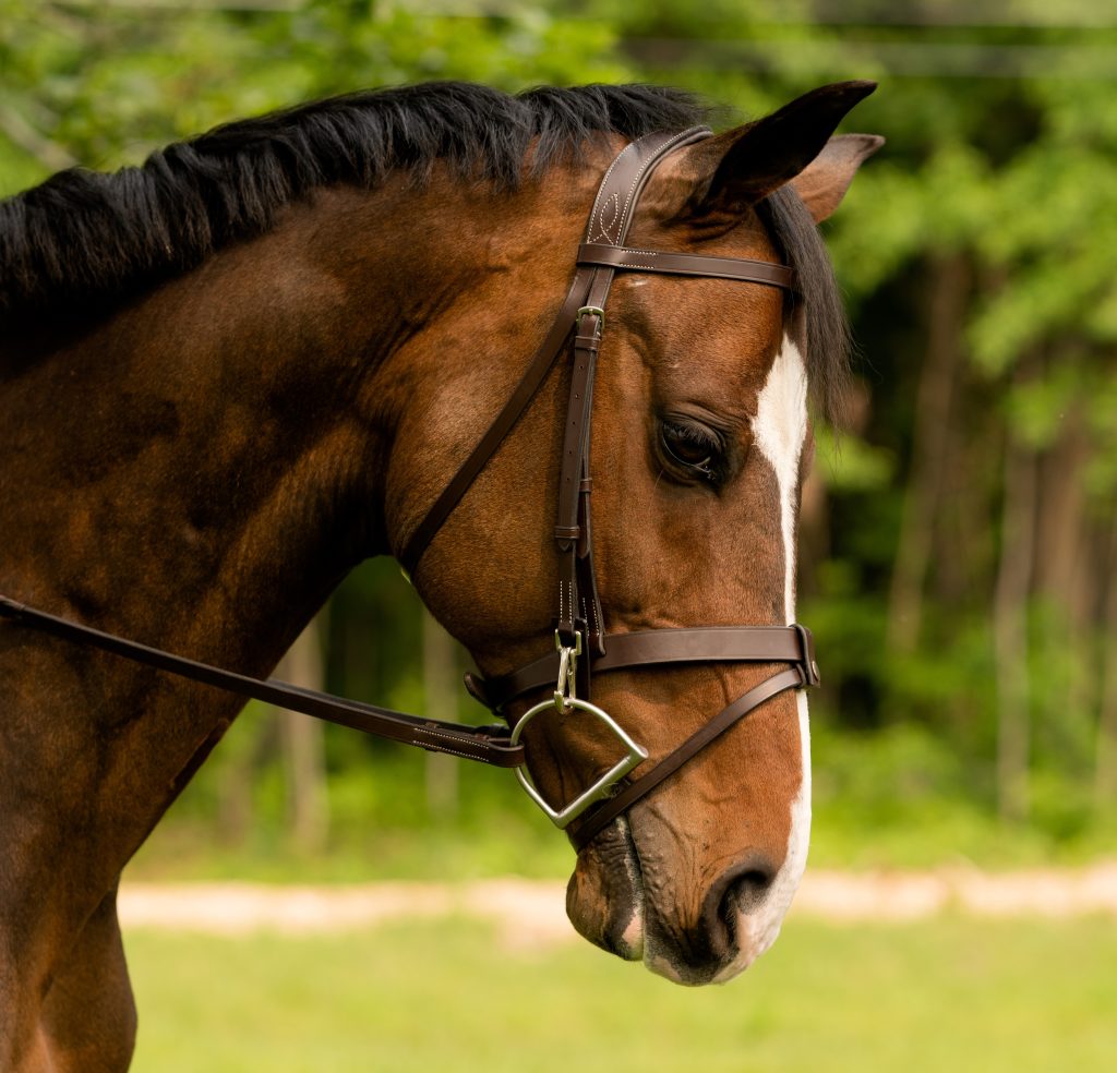 Black Oak Maple Training Bridle