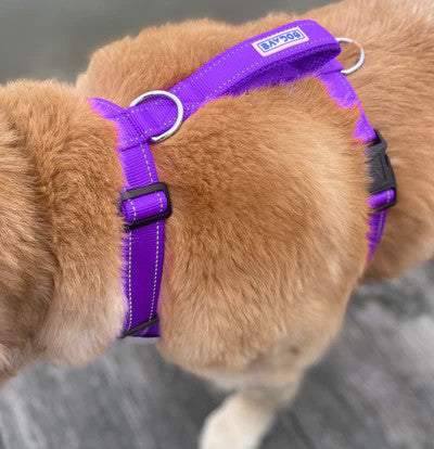 Chesapeake Harness Purple 2