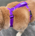 Load image into Gallery viewer, Chesapeake Harness Purple 2
