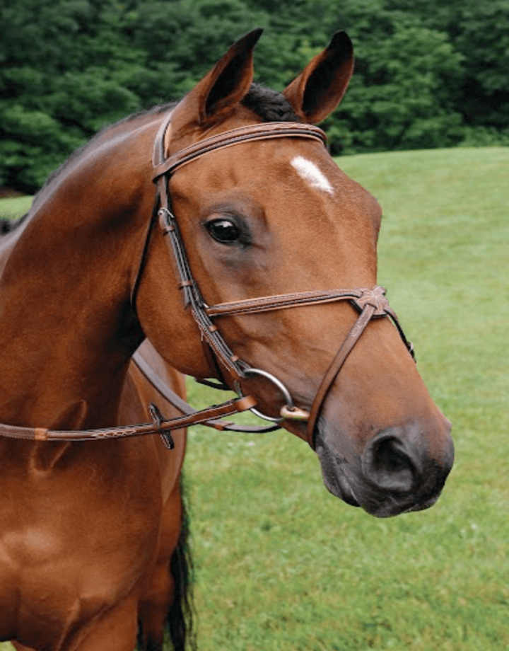 Arc de Triomphe Imperial Figure 8 Bridle w/Raised Rubber Reins Padded Mono Crownpiece Stud Ends Brown Full