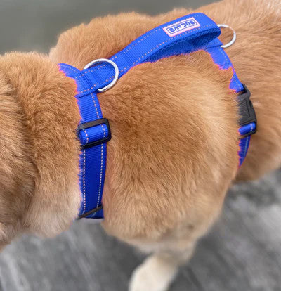 Chesapeake Harness Blue 2