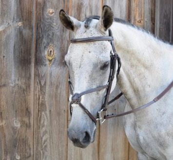 Black Oak Cedar Eventing Bridle