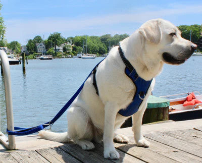 Bay Dog Hudson Leash 6 Ft