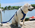 Load image into Gallery viewer, Bay Dog Hudson Leash 6 Ft
